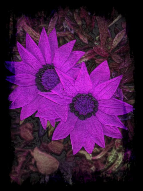 Purple Flowers Grunge Frame