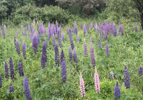 Purple Flowers In Field