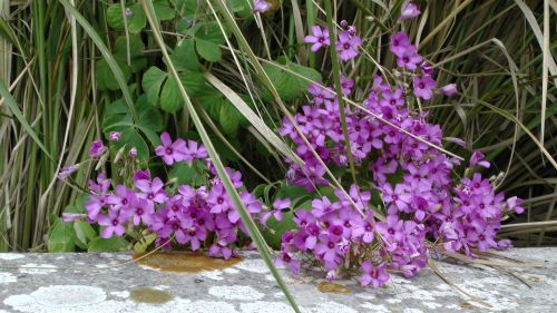 Purple Flowers On The Garden Wall