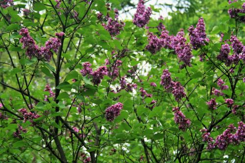 Purple Flowers On Trees