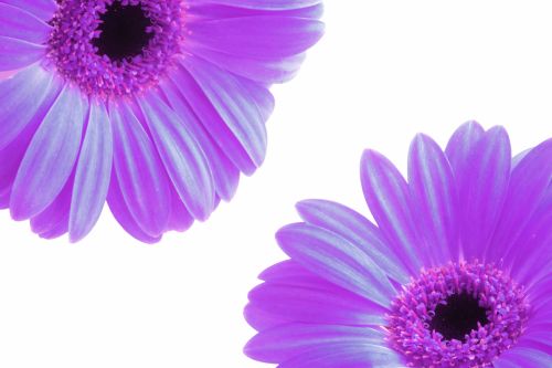 Purple Flowers On White