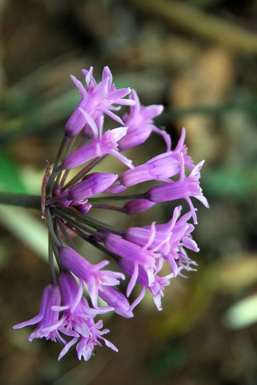 Purple Garlic Flowers
