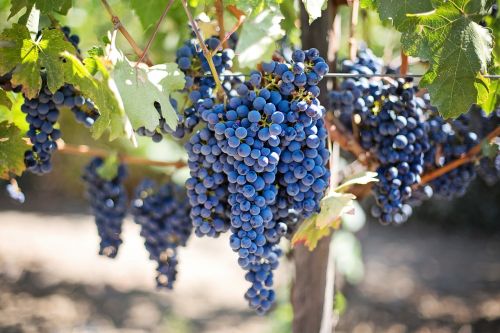 purple grapes vineyard napa valley