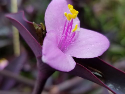 purple heart plant wandering jew flower