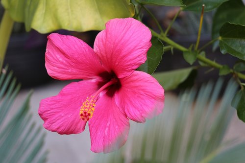 purple hibiscus  flower  bloom