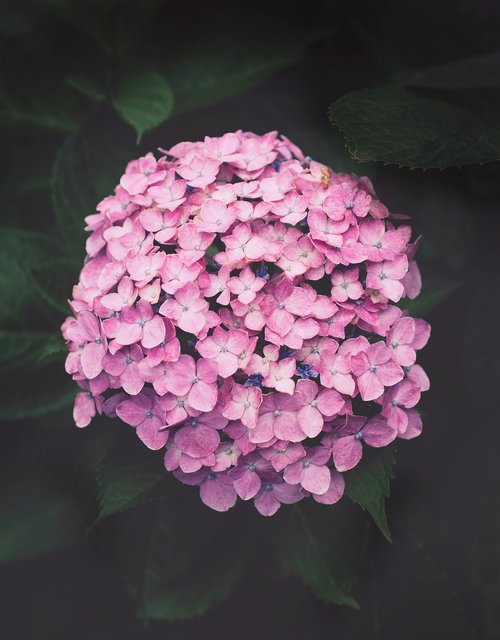 purple hydrangeas  flower  plant