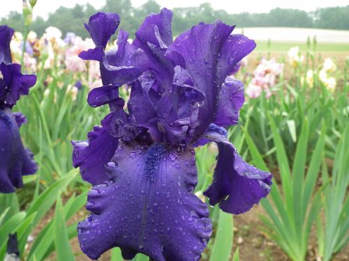 Purple Iris