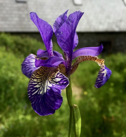 purple iris flower iris