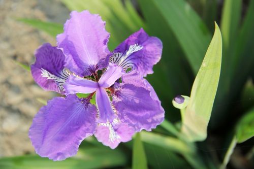 purple iris iris