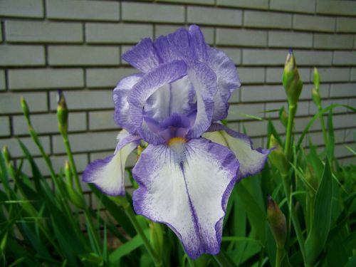 purple iris fleur-de-lis spring flower