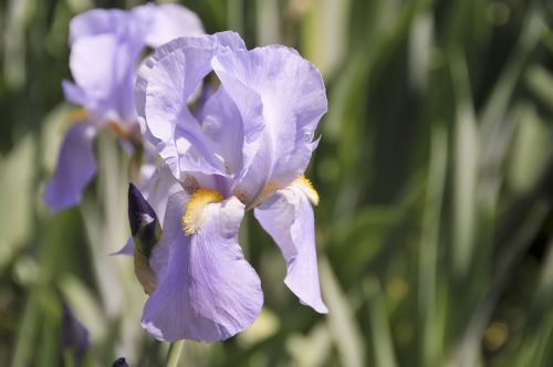 purple iris flower nature