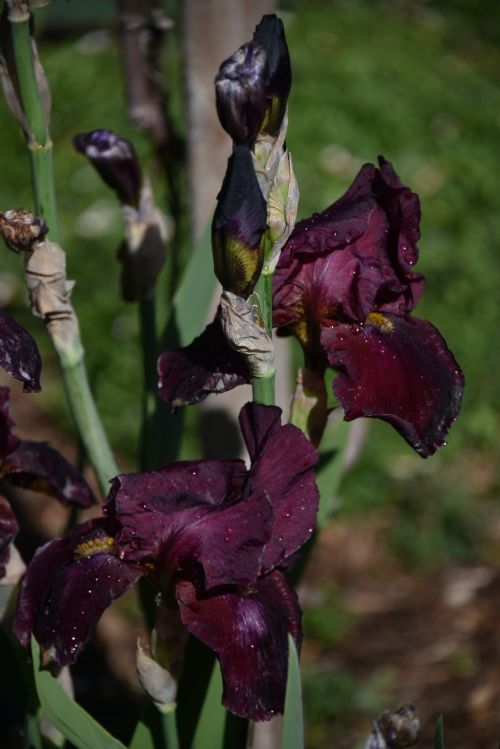 Purple Iris In Full Bloom