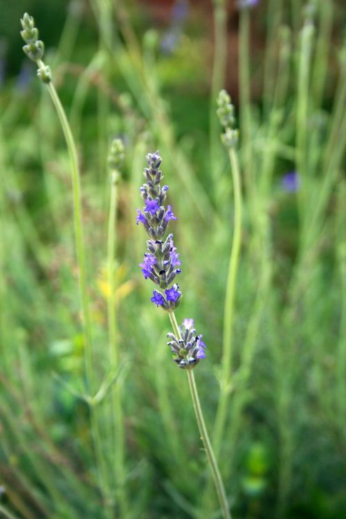 Purple Lavender Sprig