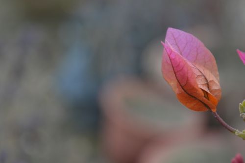 purple leaf nature leaf