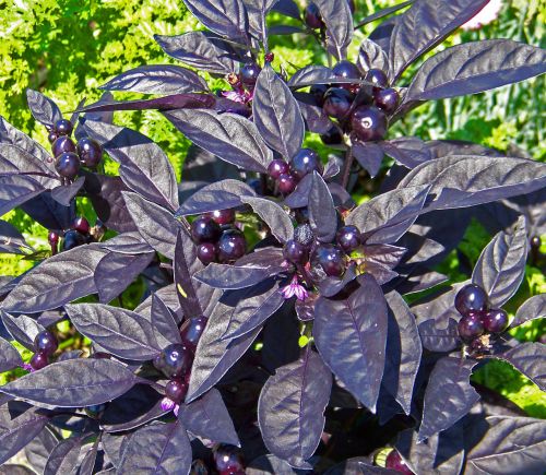 Purple Leaves And Berries