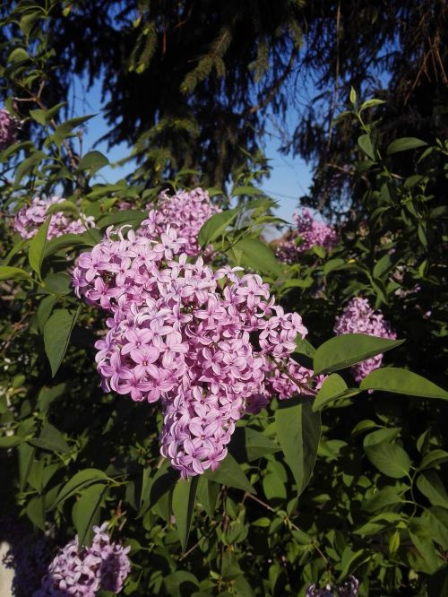 purple lilac organ flower