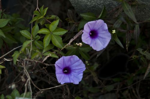 purple lilac flower plant