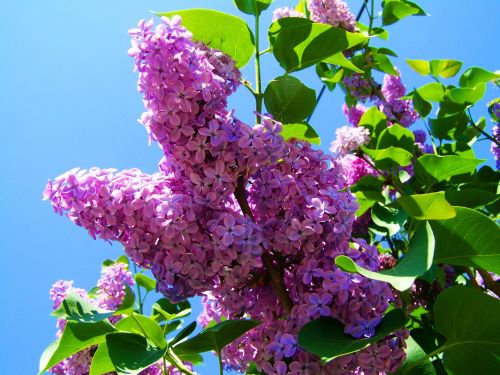 purple lilac spring flower garden