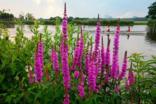 purple loosestrife lythrum flower