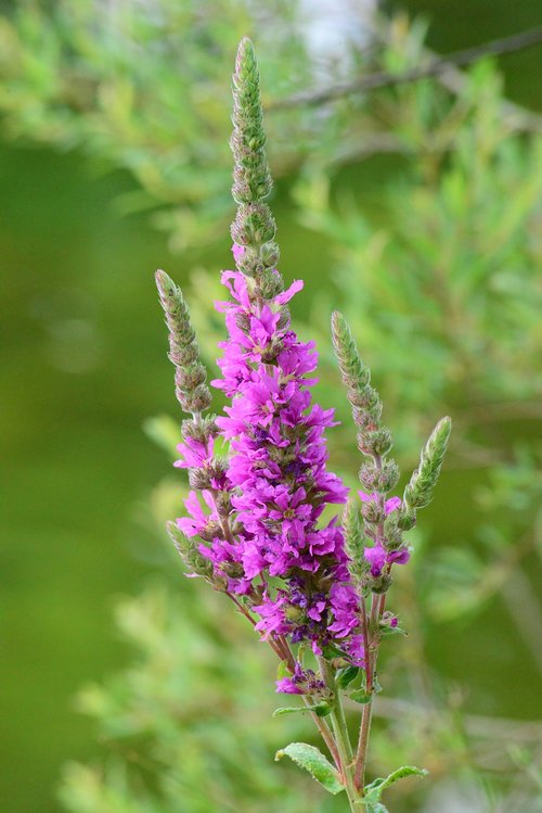 purple loosestrife  wild flower  tall