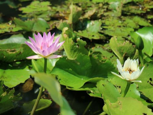 purple lotus flowering lotus pond