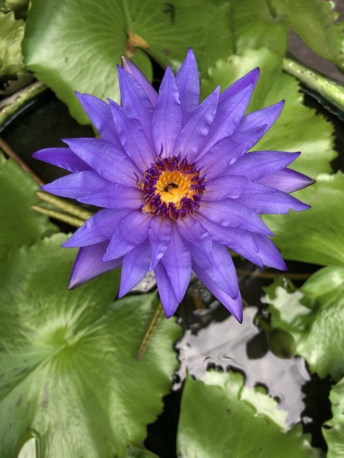 purple lotus  purple flower  water flower