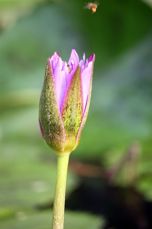 Purple Lotus Flower Close Up