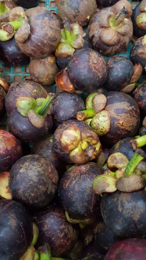 purple mangosteen fruits mangosteen