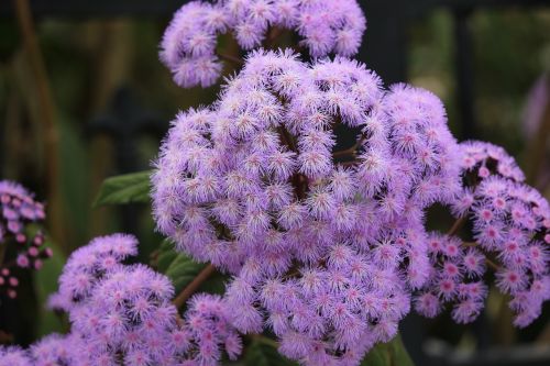 purple mist flower purple flower