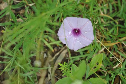 purple morning glory flower regional flower