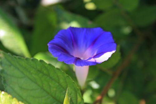 purple morning glory flower flower trumpet