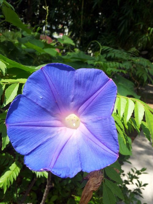 Purple Morning Glory Flower Ants