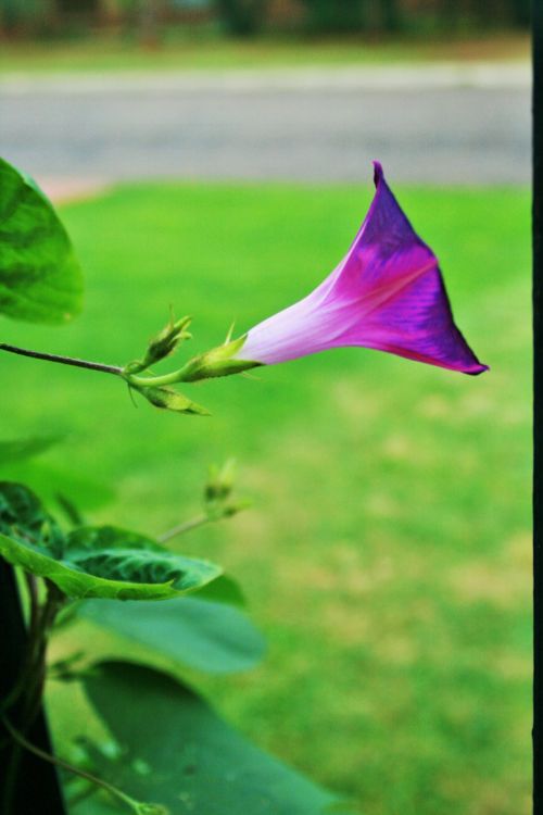 Purple Morning Glory Trumpet