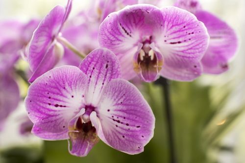 purple moth orchids flowers plants