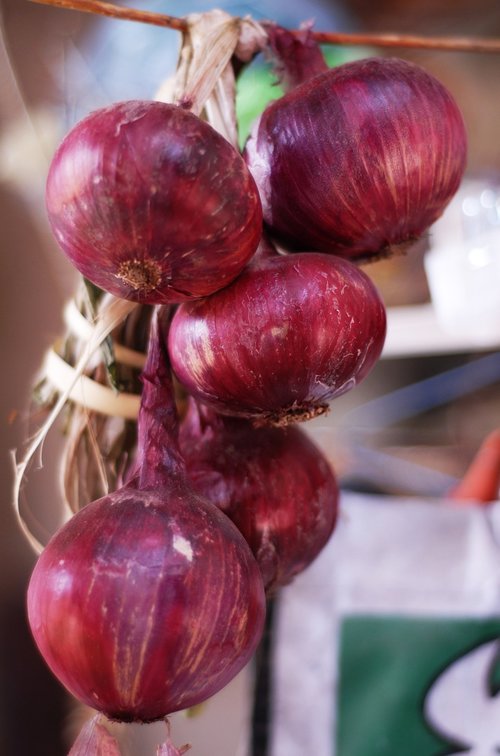 purple onion  copanatoyac  nature