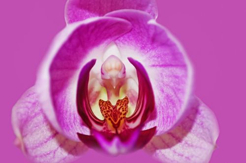 Purple Orchid