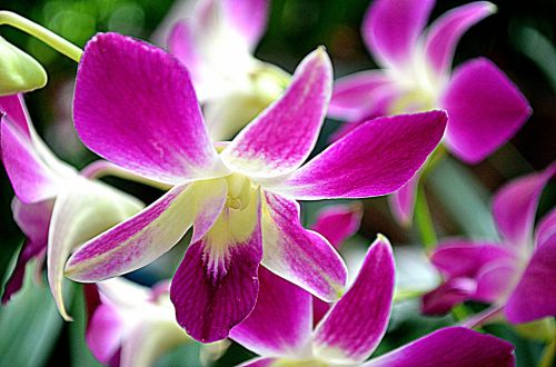 Purple Orchid