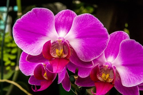 purple orchid  orchid  flower