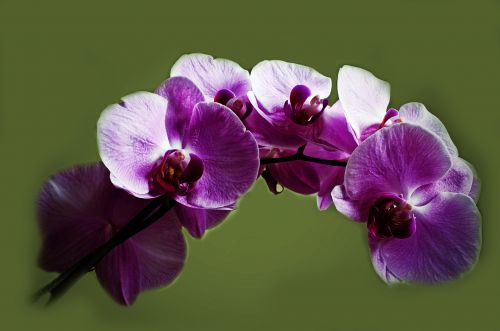 Purple Orchid