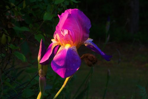 purple ozark iris  iris  flower