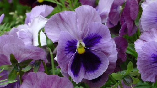 Purple Pansy Flower