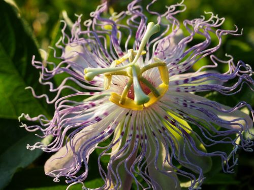 purple passion flower passion flower purple flower