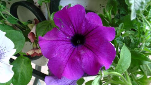 Purple Petunia Flower