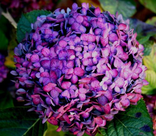 Purple-pink Hydrangea