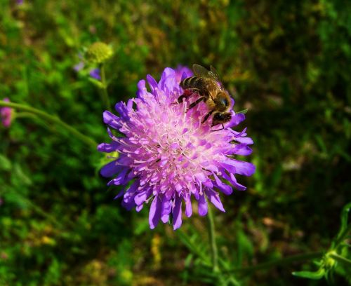 purple-pink meadow flower bee pollination
