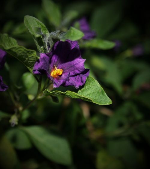 Purple Potato Bush Flower