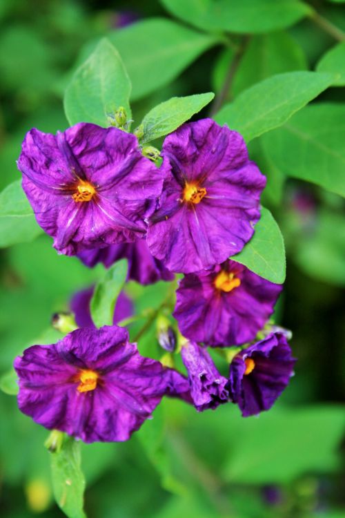 Purple Potato Bush Flowers