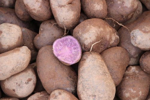 purple potatoes old potato staple food