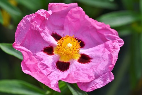 purple rockrose  blossom  bloom