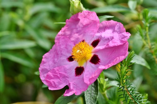 purple rockrose  blossom  bloom